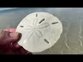 Real Live Sand Dollars Found In the Pristine Waters of Marco Island On Fun House TV