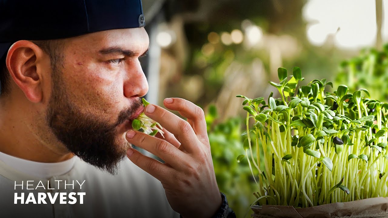 Microgreens: The Tiny Plant Packed with Nutrients