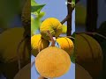 #short/#youtubeshort/#viral/#satisfying/#fruit/#santol/#craving/@emashelpinghand5729