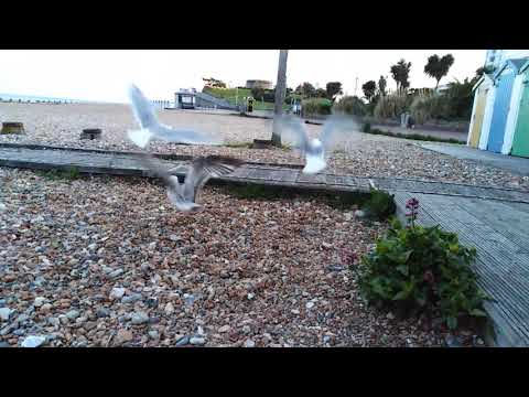 Seagull argument goes far too long 🦅🦅🗣️🎼😁