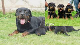 Rottweiler puppy sale |BDB Khatushyamji| 🇮🇳 8302451010/8005931945 by BDB Brother's Dog Bazaar 91 views 2 years ago 52 seconds