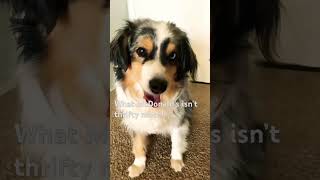 #dog #cute #funny #australianshepherd