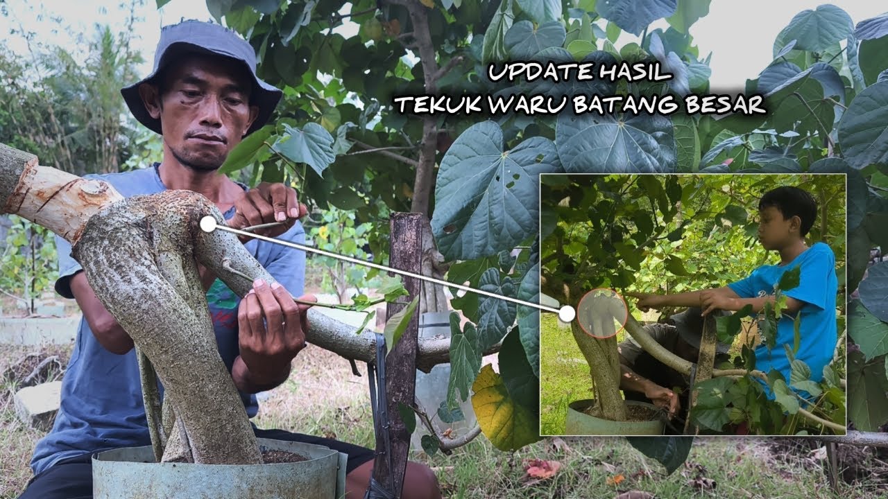 Продвинутая версия курса по сгибанию большого ствола бонсай Вару