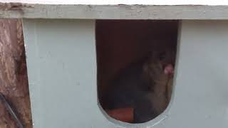 Brushtail possum soft Release and a second chance at life screenshot 5