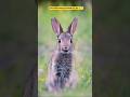Cute Rabbit Moments 🐰✨ | Adorable Bunny Video You’ll Love ❤️#shorts #adorablevideo #cutestmoments