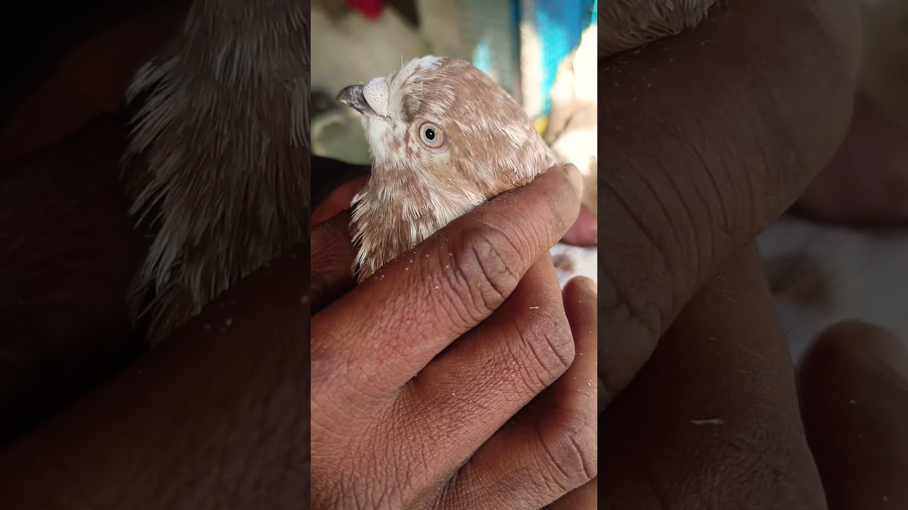 asansol new birds shop #pigeon #kabootar #shorts