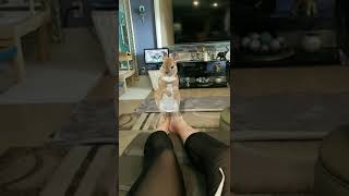 This Little Lap Dancing Bunny...