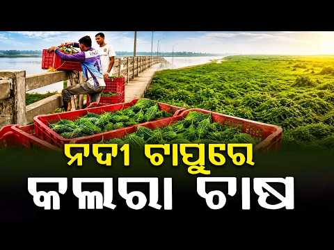 ନଦୀ ଟାପୁରେ କଲରା ଚାଷ | GoodNews | Farmers Become Millionaires by Growing Bitter Gourd on Ib River Bed