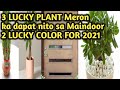 Ang 3 lucky plant at  2 lucky color sa 2021