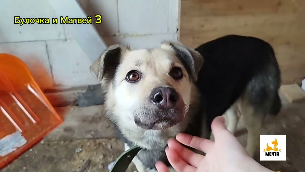 ✅Собачий приют 