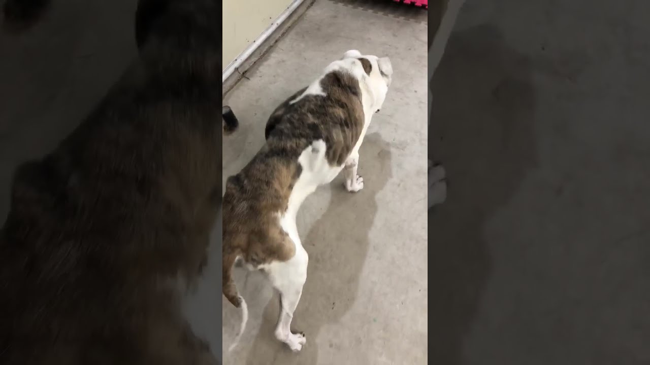 Chained Up Abused Starved Within An Inch Of Her Life Covered In Wounds