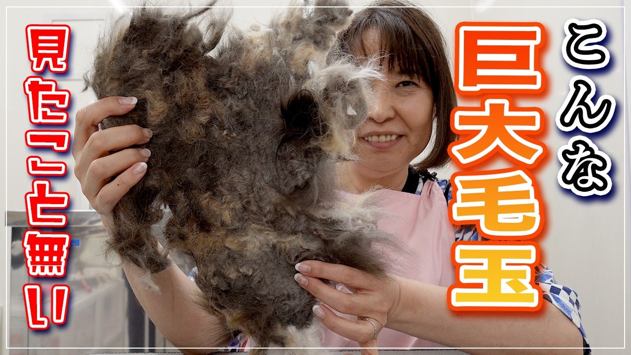 【あずきちゃん】ママが緊急手術で巨大な毛玉が出来ちゃいました！あなたの猫ちゃんは大丈夫？【緊急事態】