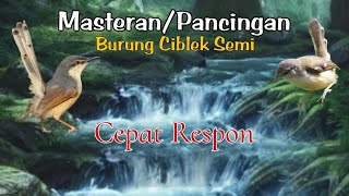 MASTERAN BURUNG CIBLEK SEMI | PERANGSANG BUNYI DI JAMIN JOSS