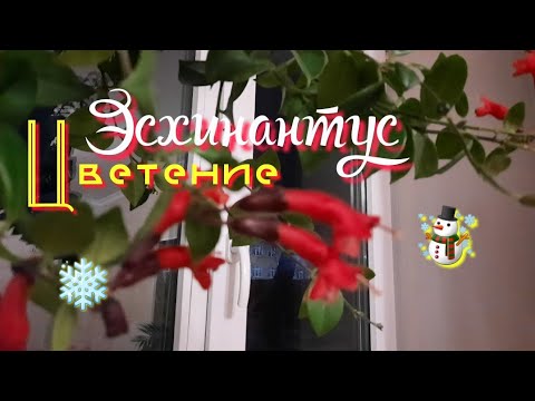 Цветение Эсхинантуса.Почему не цветет Эсхинантус ?.
