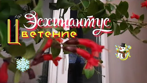 Цветение Эсхинантуса.Почему не цветет Эсхинантус ?.