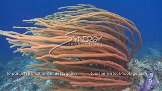 2085 cinematic shot soft coral reef blowing in ocean current screenshot 3