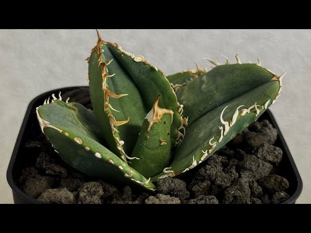 20260625 アガベ・チタノタ 蚩尤（芽）-010｜agave titanota chiyou