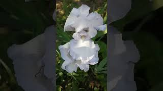 Ароматы дивных трав #дача #деньвдеревне #лето #сад