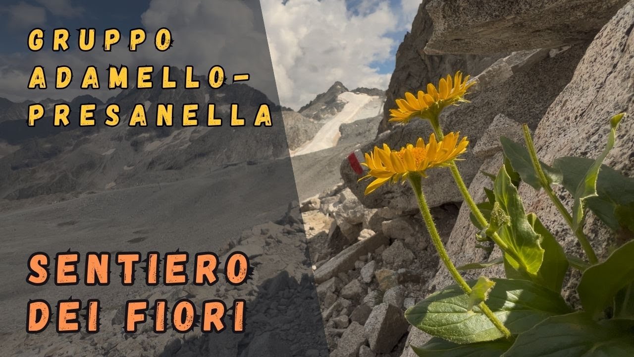 Szlakiem kwiatów | Sentiero dei Fiori | Od Passo Presena do Passo Paradiso