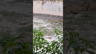 LION IN ZOO ## LUCKNOW