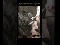 Красивые собаки едят красиво! Ньюфы себе такое иногда позволяют! #shorts #ньюфтv #приколыссобаками