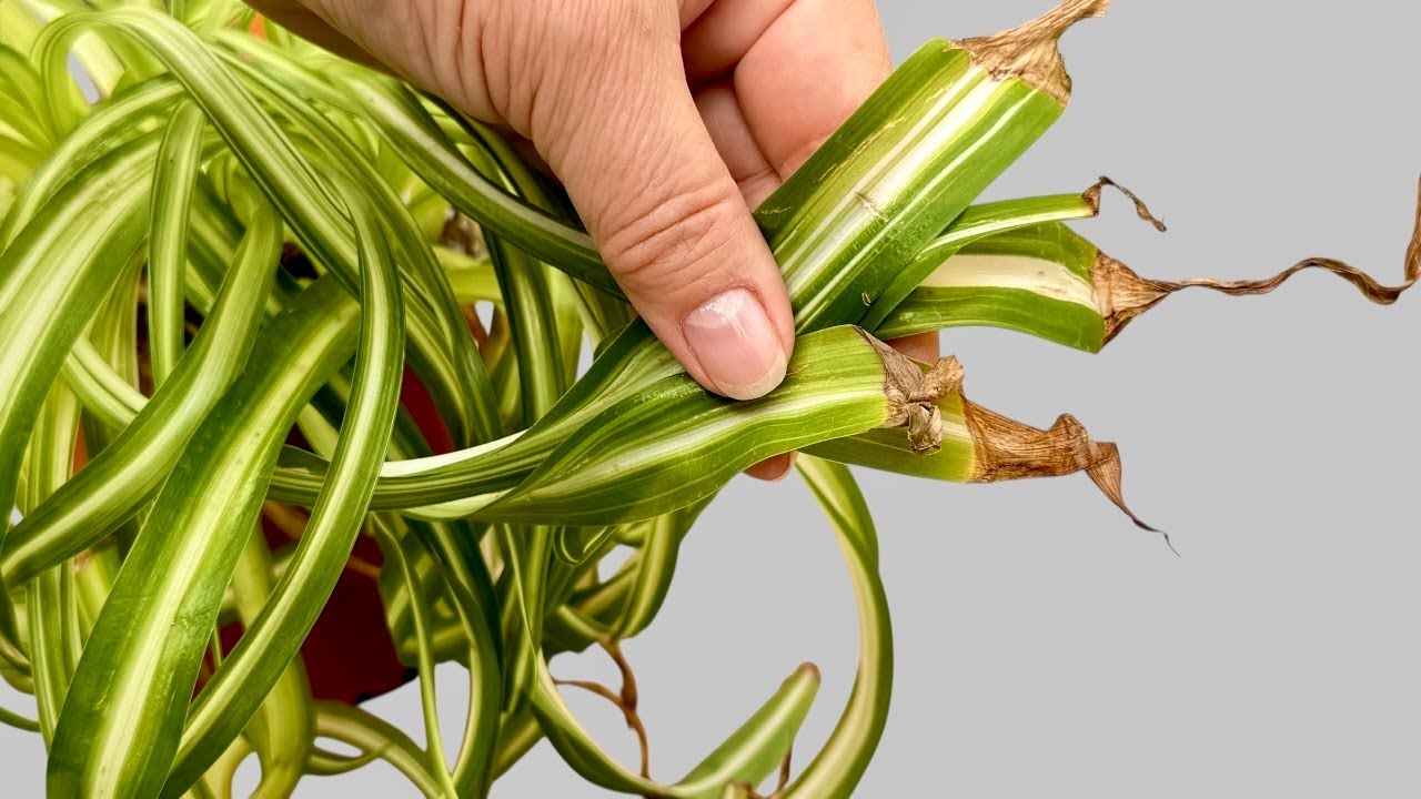 Как остановить появление коричневых кончиков на ваших растениях-пауках – простое руководство 🌱