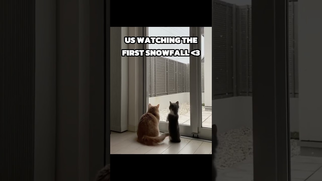 CUTE CATS WATCHING SNOWFALL 