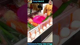 Funny Cat and Dog Videos #cat #dog #shorts #pets #funnycats #funnydogs #cute #cutecat