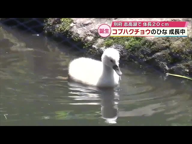 志高湖でコブハクチョウのひな誕生「もふもふしていて柔らかそう」大分