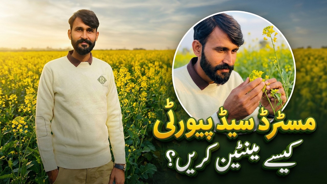 Mustard Seed Purity Kaise Maintain Karein? | Seed Purity Guide | Ignition Seeds