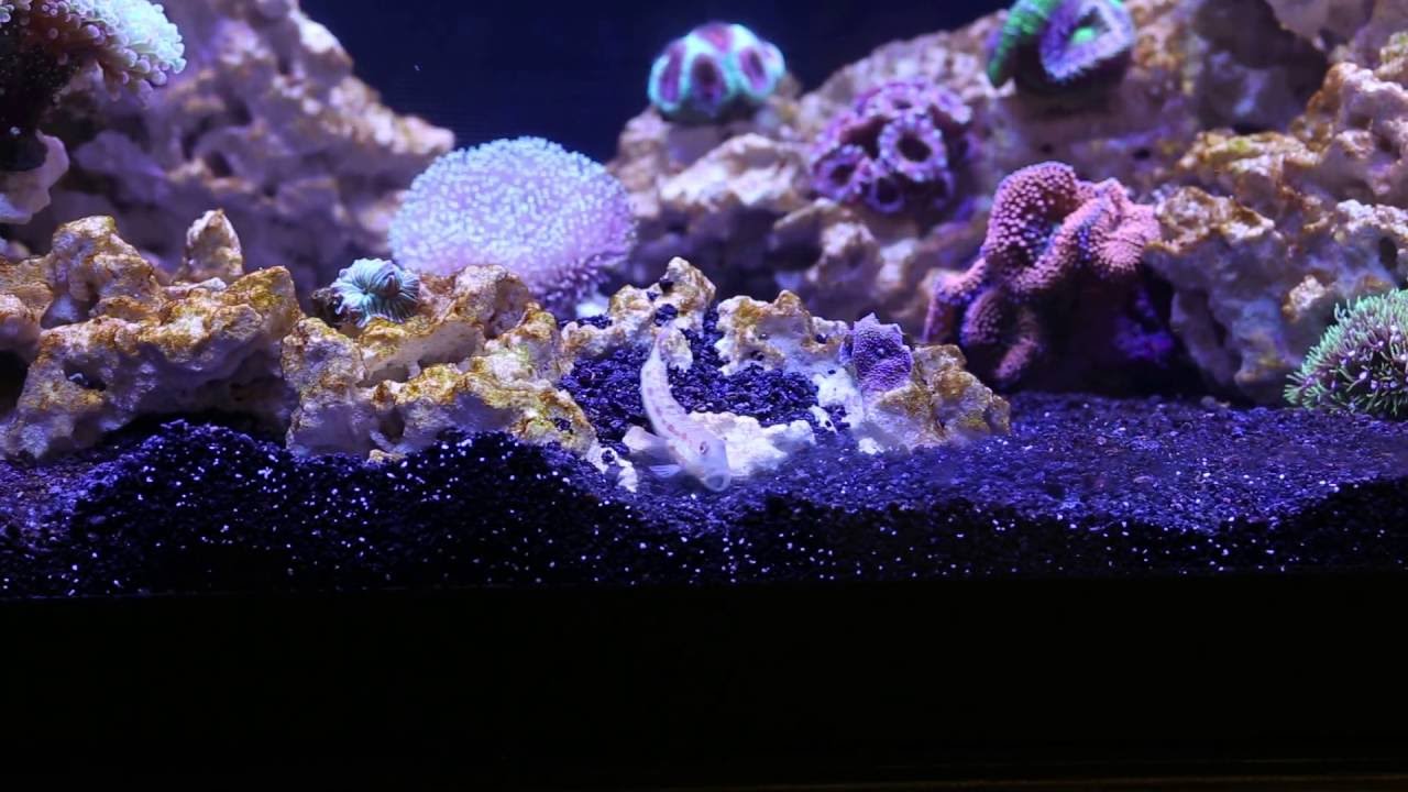 Diamond Watchman Goby - Interior Designer Extraordinaire