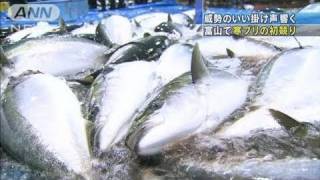 10kg超え次々と・・・寒ブリの初競り　富山・氷見漁港（11/01/04）