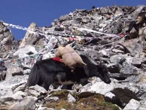 Singing yak men