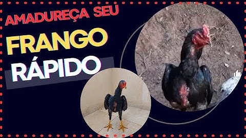 Como amadurecer seu frango em menos 15 de dias