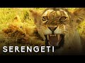 Kali the Lion Defends Cubs from Pack of Wild Dogs | Serengeti: Story Told by John Boyega | BBC Earth