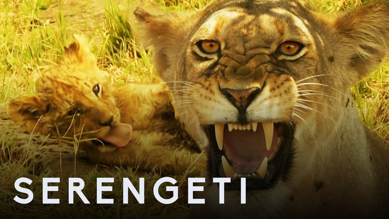 ⁣Kali the Lion Defends Cubs from Pack of Wild Dogs | Serengeti: Story Told by John Boyega | BBC Earth