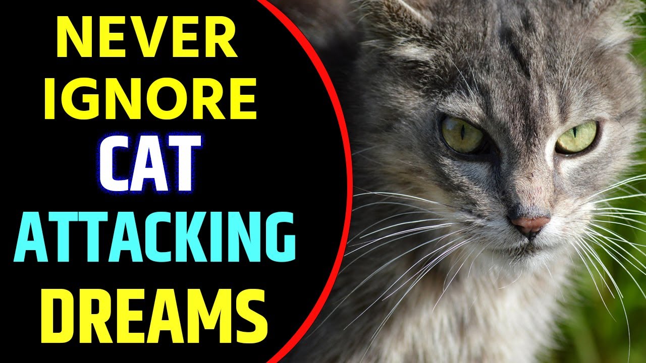 Cat Attack Dream Meaning | Cat Attack Dream Interpretation