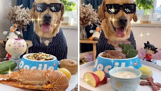 ASMR Dog Reviewing Different Types of Food #1 | Dog Reviews Food