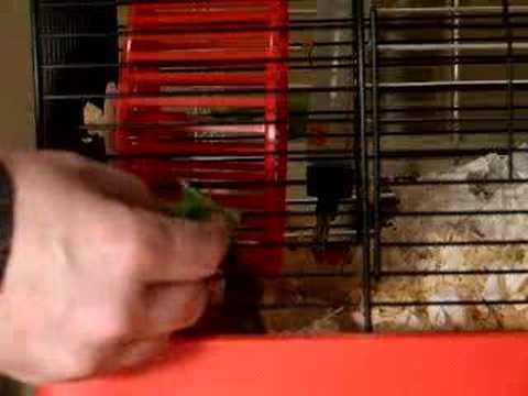 Hamster stuffing cheeks