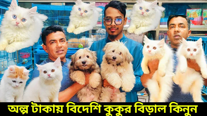 Video 11613041: persian cat pets