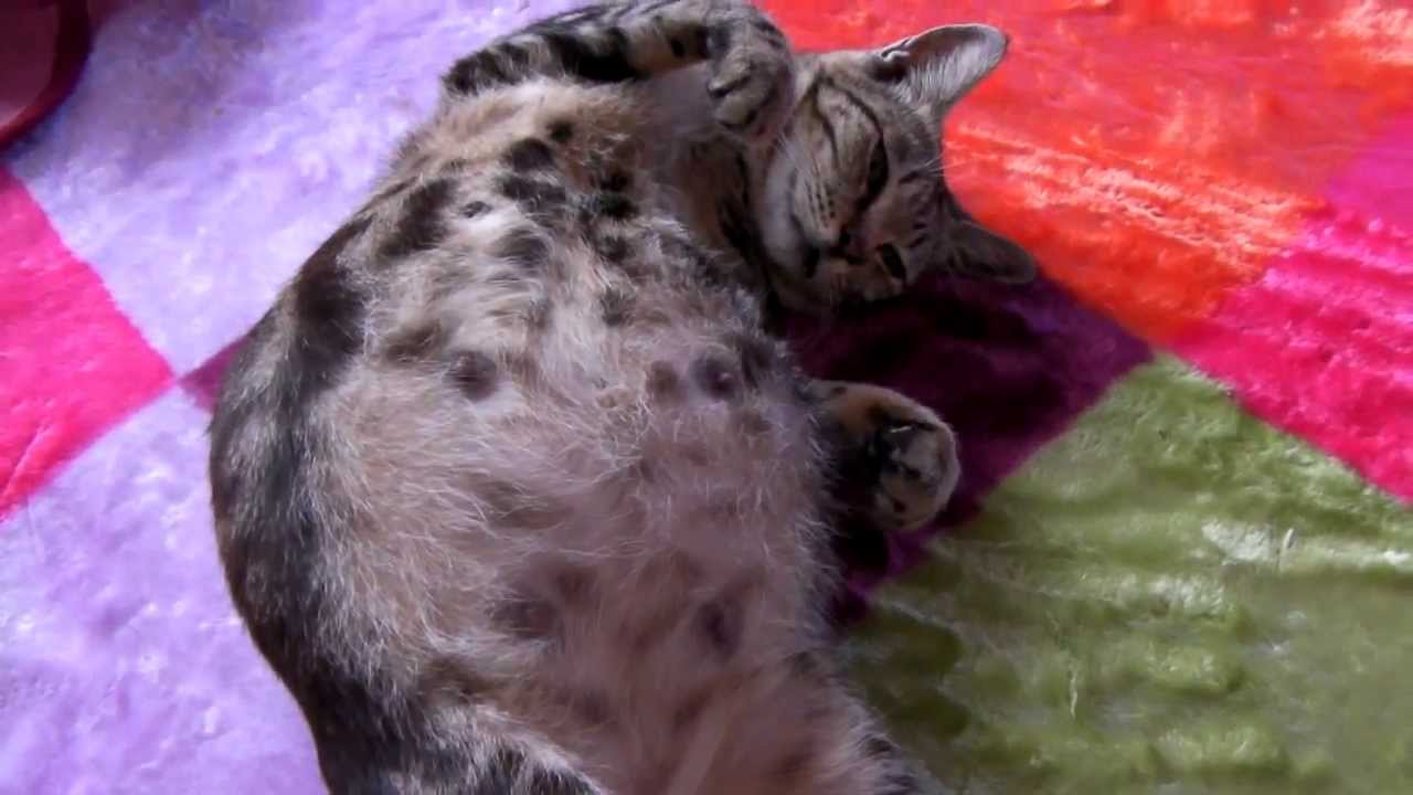 お腹パンパンの猫 ぽっちゃん Cat Stomach Plump Chan Chubby Youtube