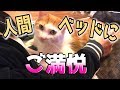 人間ベッドにご満悦なニックさん