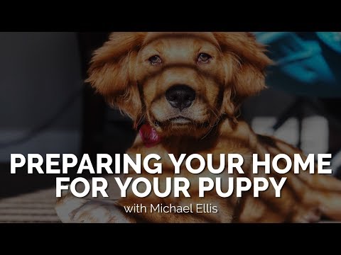 preparing-your-home-for-your-puppy-with-michael-ellis