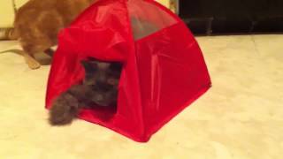 Socrates And Soxie In The Cat Tent