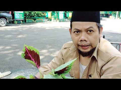 Tanaman Miyana Bareng Ustadz Miftah dan Indra