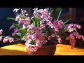 ЦВЕТЕНИЕ ОРХИДЕИ Oncidium Tsiku Marguerite 'Dragon#1' и немного об уходе.