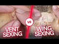How to tell male or female chick | Vent Sexing | Sexing methods | How to tell gender