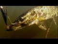 Pike fishing with lures, underwater action camera. Рыбалка: щука на воблер, подводная съёмка.