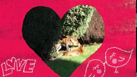 Red Foxes Mating - Urban Fox Love - DayDayNews