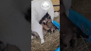 feeding time for the Anatolian Pyrenees puppies